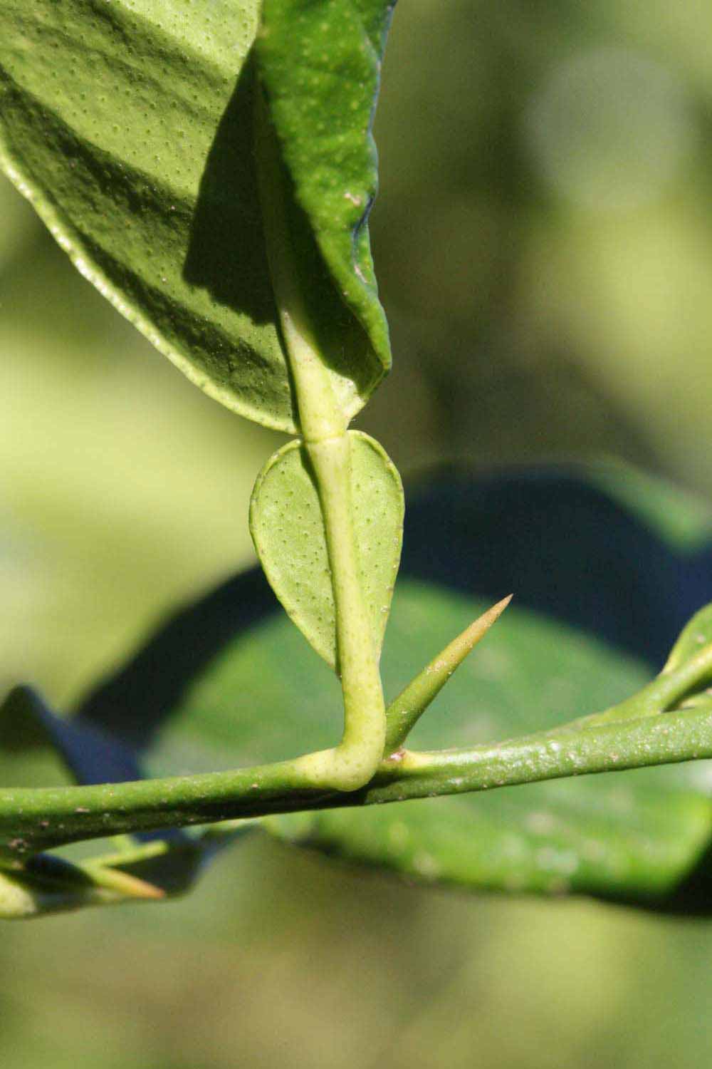              Petiole (Riverside, CA)       